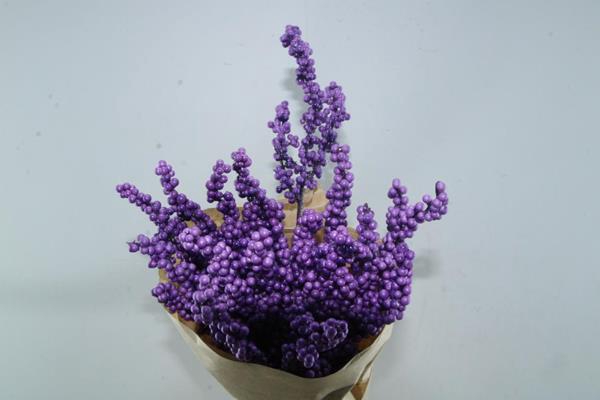 <h4>Droog callicarpa paars x15</h4>