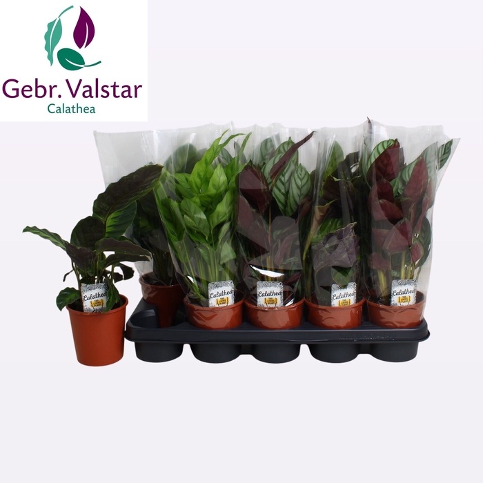 <h4>CALAT GEM 4 SRT</h4>