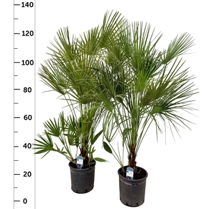 CHAM HUMILIS