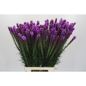 Liatris Callilepis Forest Lodge