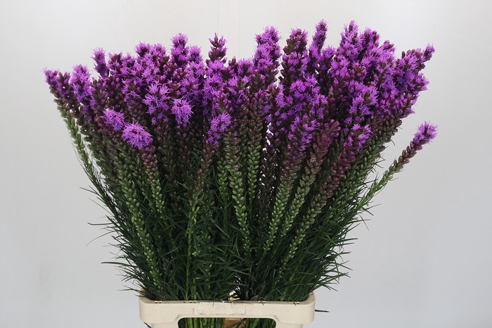<h4>Liatris Callilepis Forest Lodge</h4>