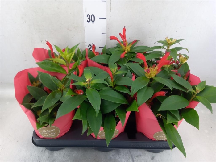 <h4>Aeschynanthus   ...</h4>