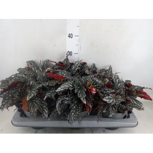 Begonia BD mac. 'Spotlight Dark'