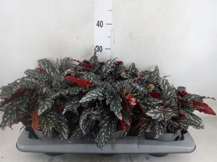 <h4>Begonia BD mac. 'Spotlight Dark'</h4>