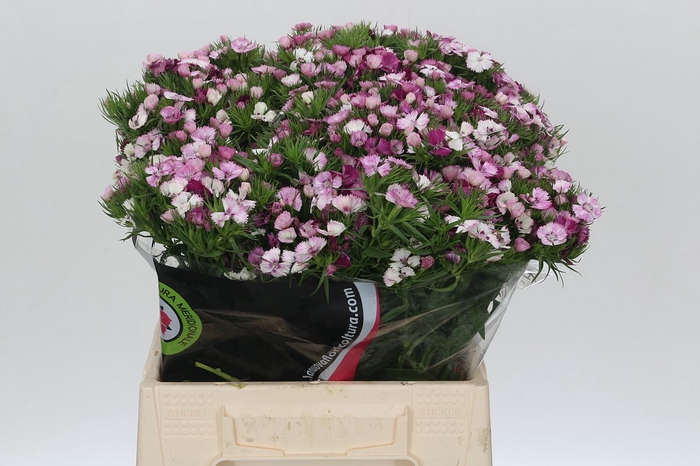 Dianthus Br Mix Rainbow