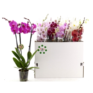 PHAL GEM 8 KL