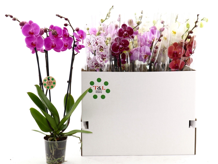 <h4>PHAL GEM 8 KL</h4>