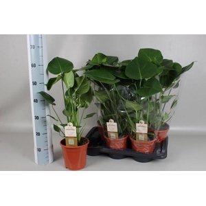 MONSTERA DELICIOSA