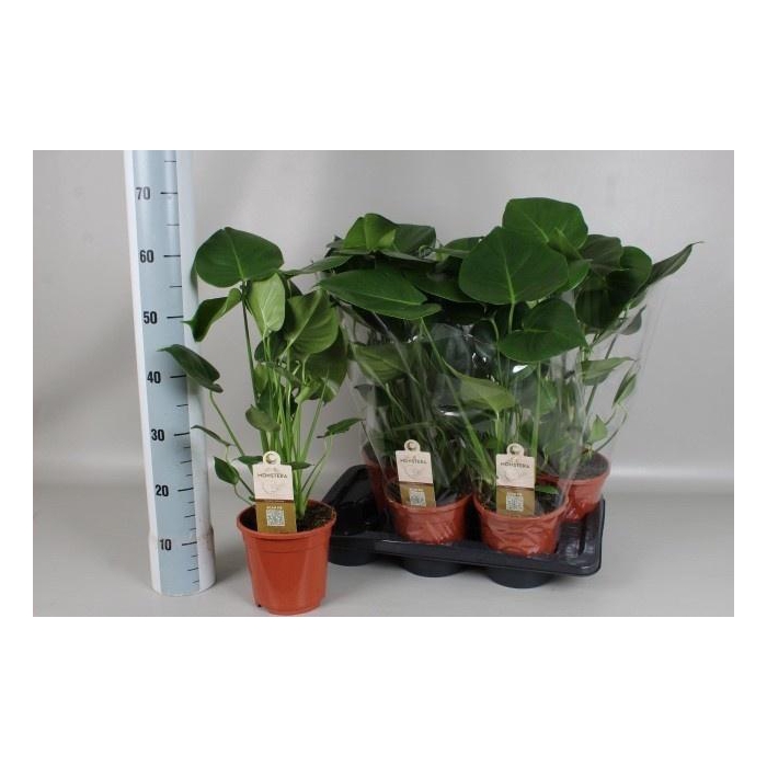 <h4>MONSTERA DELICIOSA</h4>