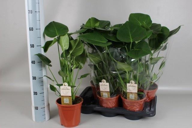 <h4>MONSTERA DELICIOSA</h4>