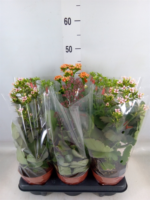<h4>Kalanchoe blos. 'Veranda'   ...mix</h4>