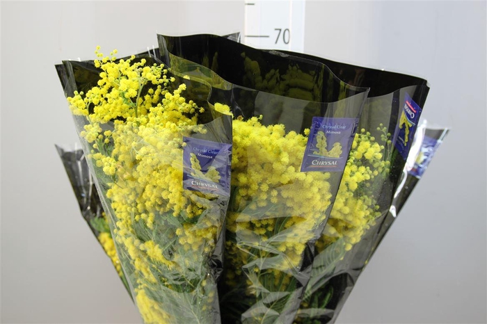 <h4>Mimosa Mirandol</h4>