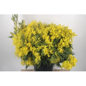 Acacia Mirandol Per Bunch 400 Gram