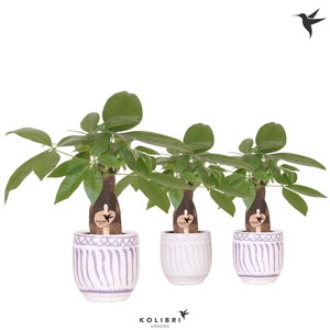 Kolibri Greens Pachira in Granada pot lila mix