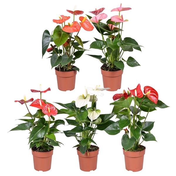 <h4>Anthurium Andreanum Grp gemengd</h4>