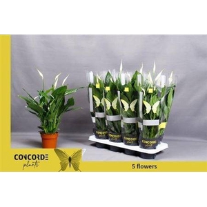 Spath Pico Cupido 3-4++