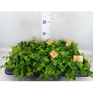 Peperomia rotundifolia