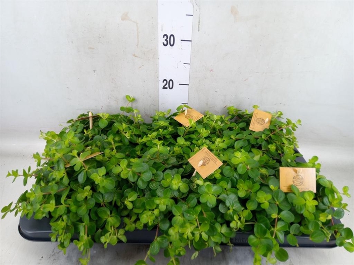 <h4>Peperomia rotundifolia</h4>