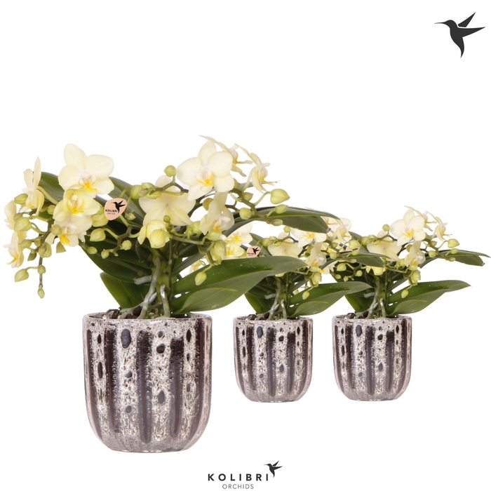 <h4>Kolibri Orchids Phalaenopsis Botanic yellow 4 spike in Soul pot</h4>