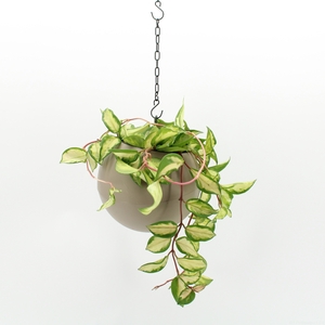 Globee Indoor Hoya 123