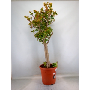 Crassula ovata 'Sunset'