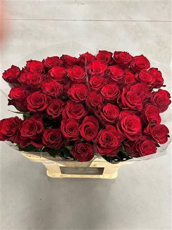 <h4>R Gr Mamma Mia X10</h4>