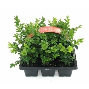 Buxus sempervirens 6-pack