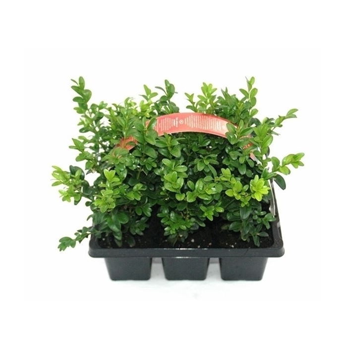 <h4>Buxus sempervirens 6-pack</h4>