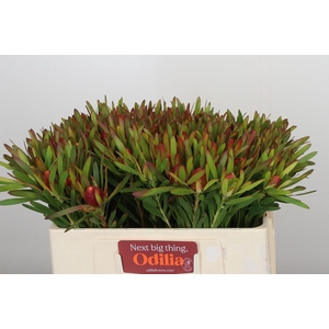 Leucadendron Ayoba Cherry Pearl