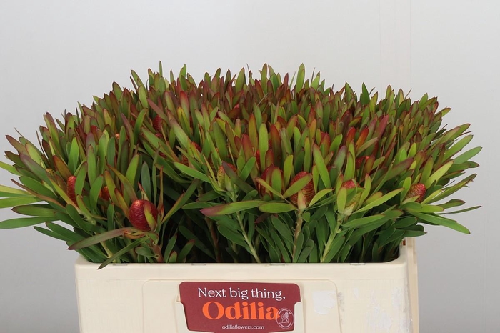 Leucadendron Ayoba Cherry Pearl