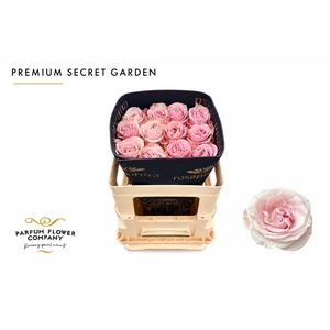 Rosa Premium Secret Garden