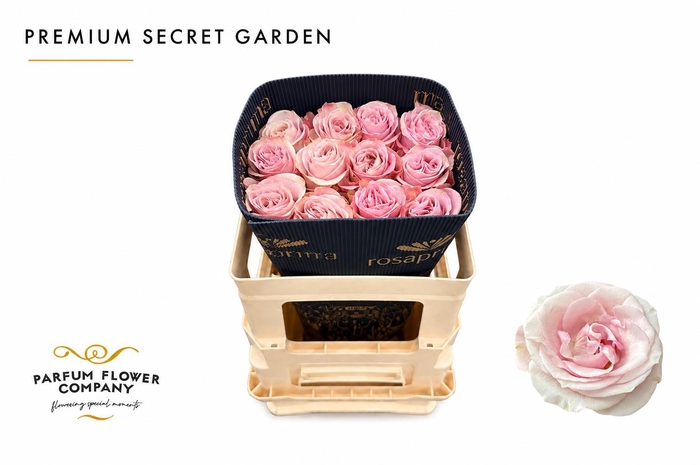 <h4>Rosa Premium Secret Garden</h4>