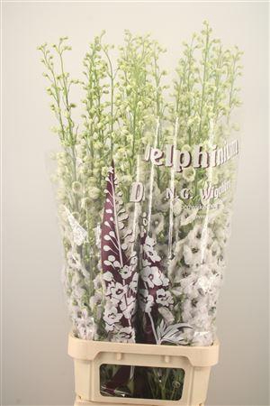 <h4>Delph El Dewi Rocket</h4>