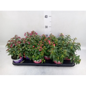 Fuchsia  'Bella Fuchsia'