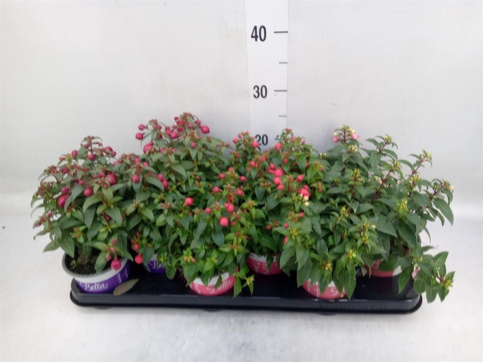 <h4>Fuchsia  'Bella Fuchsia'</h4>