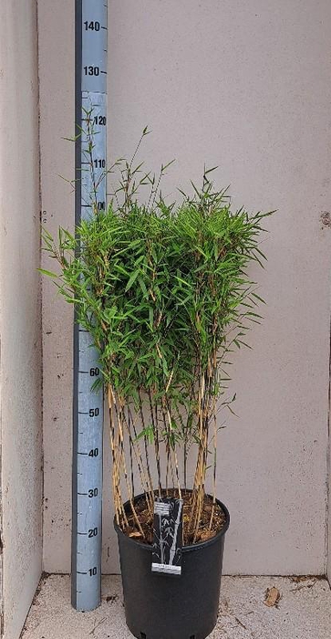 <h4>Fargesia nitida 'Volcano'</h4>