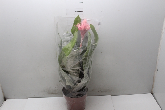 <h4>AECHMEA FASCIATA P17</h4>