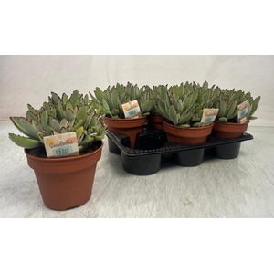 KALANCHOE TOMENTOSA