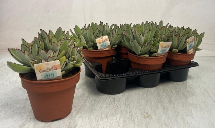 <h4>KALANCHOE TOMENTOSA</h4>