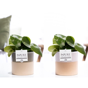 Peperomia Raindrop in P&PURE Tess 2 ceramics ass. 2