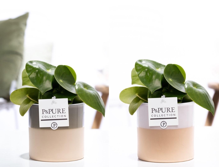 <h4>Peperomia Raindrop in P&PURE Tess 2 ceramics ass. 2</h4>