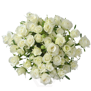 R TR SHINING STAR Tessa