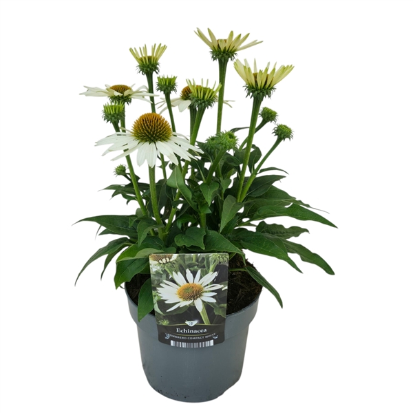 Echinacea Sombrero Compact White