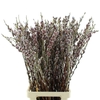Salix G Pink Cushion