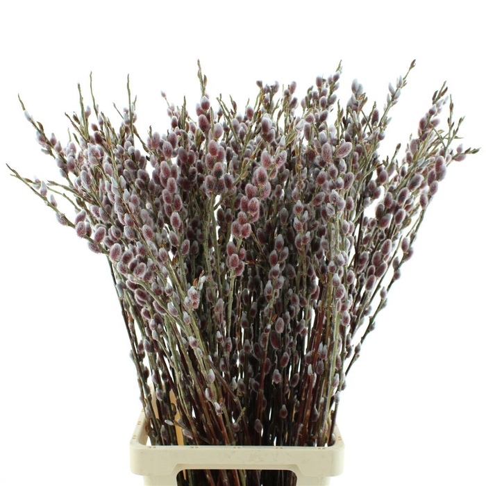 <h4>SALIX G PINK CUSHION</h4>