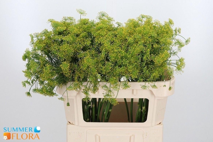 <h4>Anet Graveolens</h4>