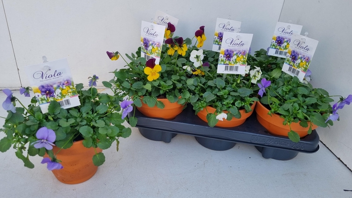 <h4>Vio Co End Gem</h4>