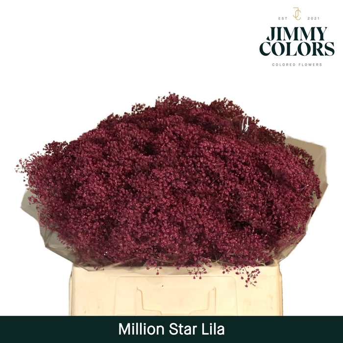 <h4>Gyps Million Star L60 Lila</h4>