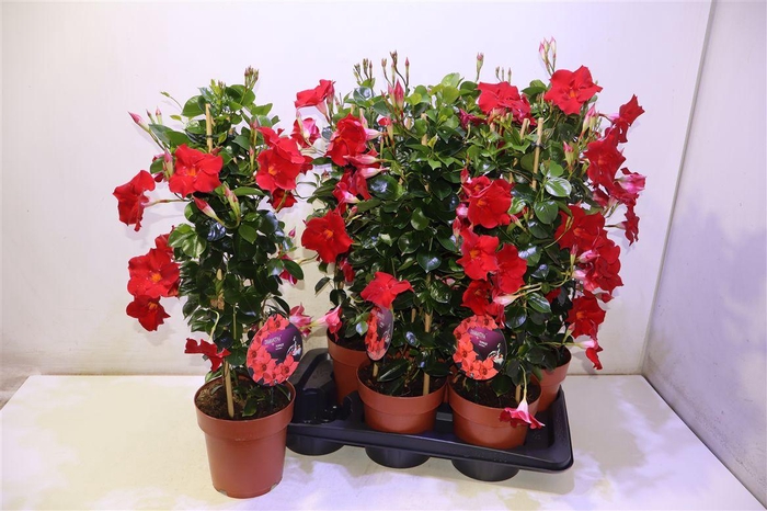 <h4>arr8 Mande Sun Red</h4>