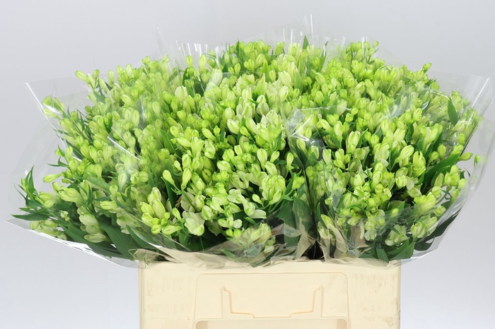 <h4>Alstro White Pearls</h4>